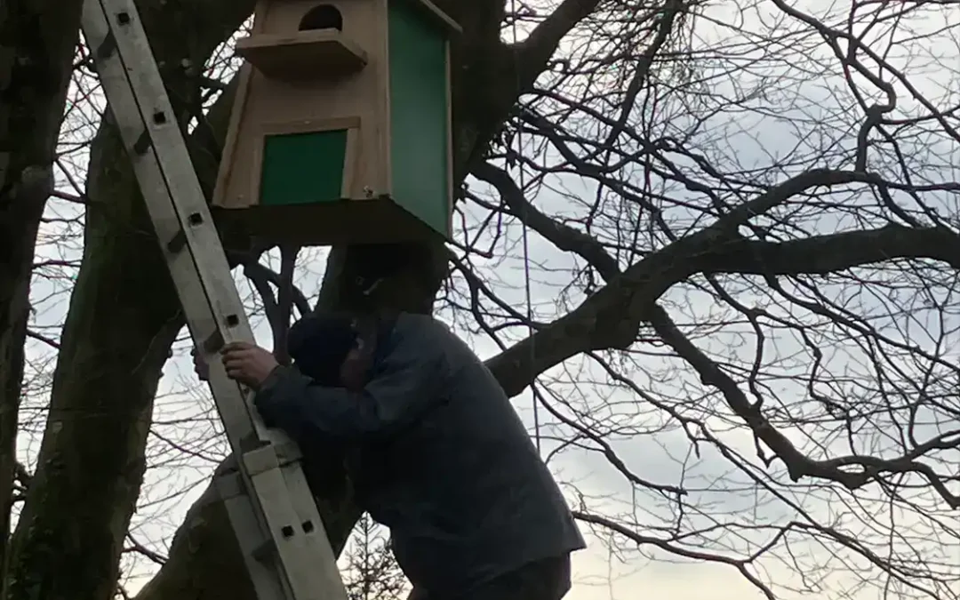Renewing & Replacing Birdboxes